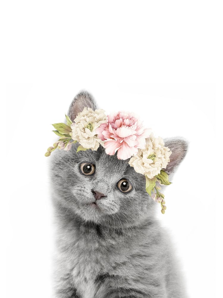 Peekaboo Floral Grey Kitten