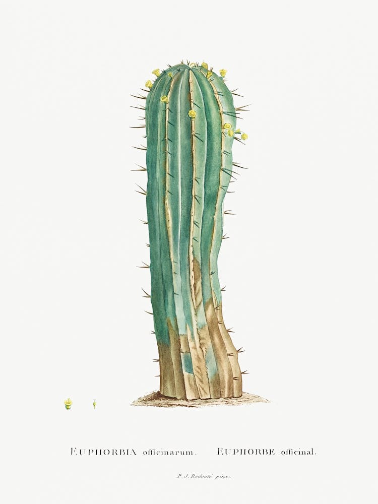 Euphorbia Officinarum Image From Histoire Des Plantes Grasses (1799), Pierre Joseph Redoute