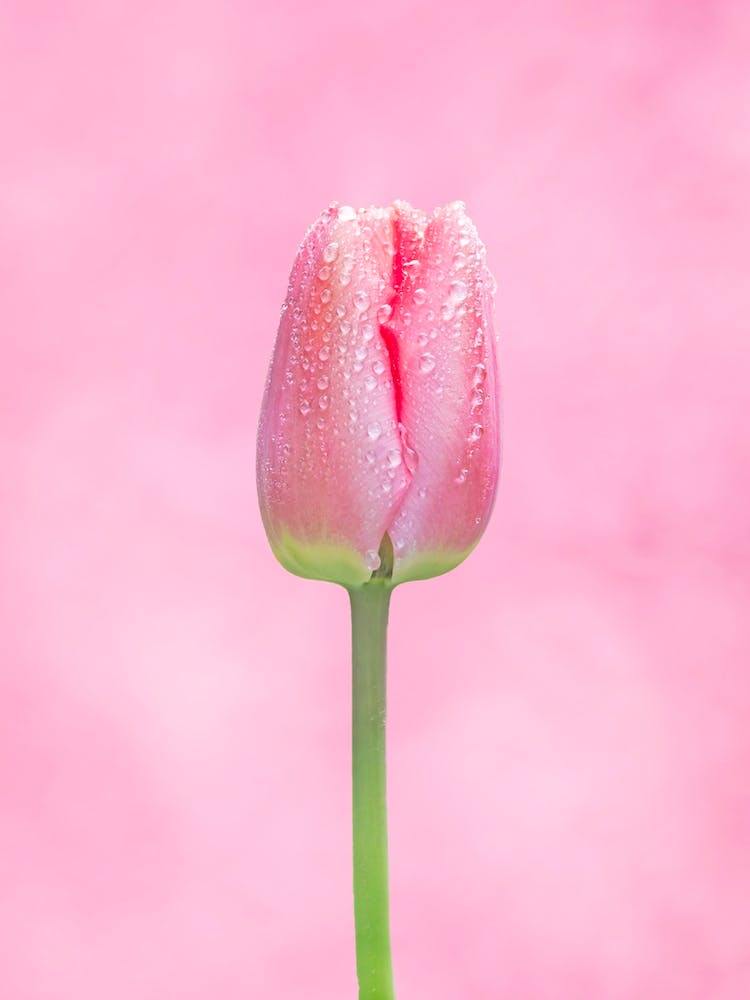 Pink Tulip On Pink Background 1