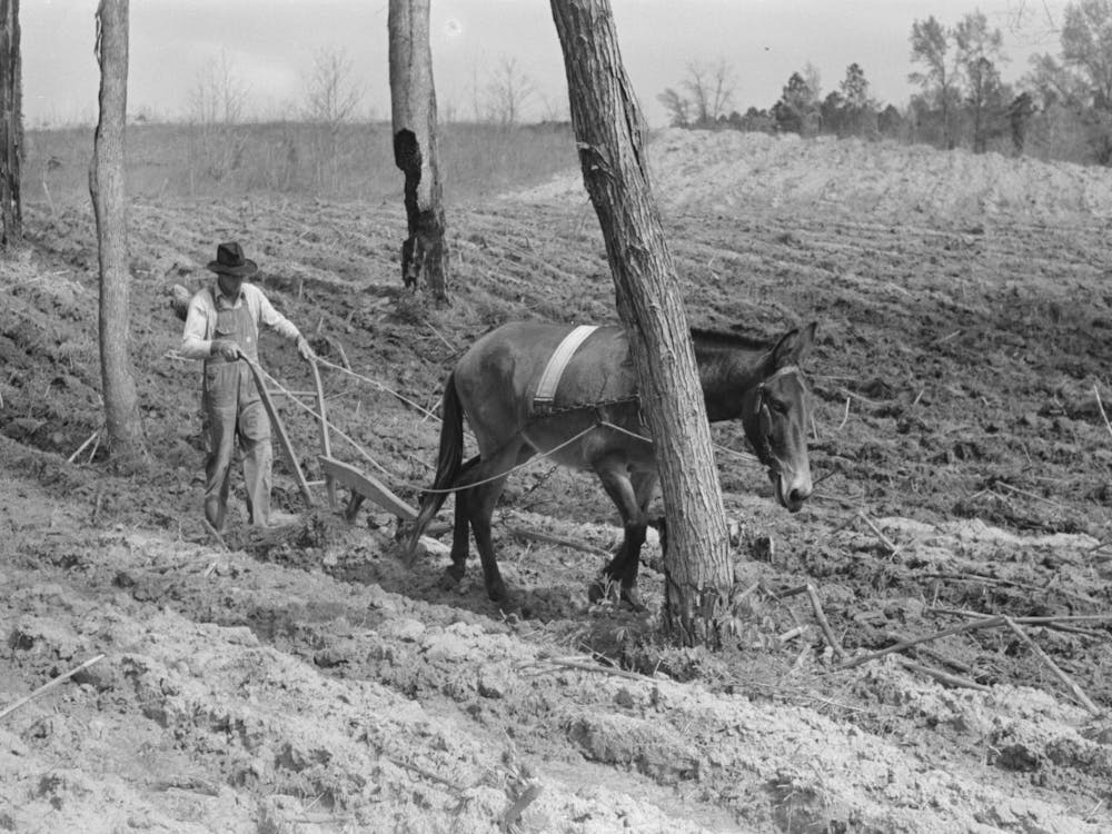 Spring Plowing In Cut Over Region Of East Texas Near Harleton, Texas By Russell Lee