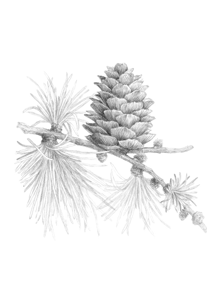 'Cone' No 683 by Aga Szafranska