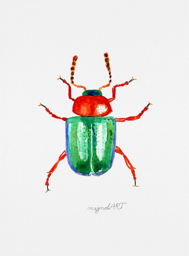 Gastrophysa polygoni, un scarabée du renouée, aquarelle