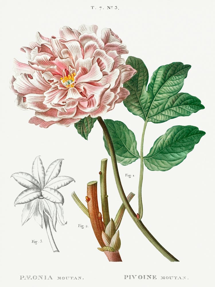 Moutan Peony, Pierre Joseph Redoute