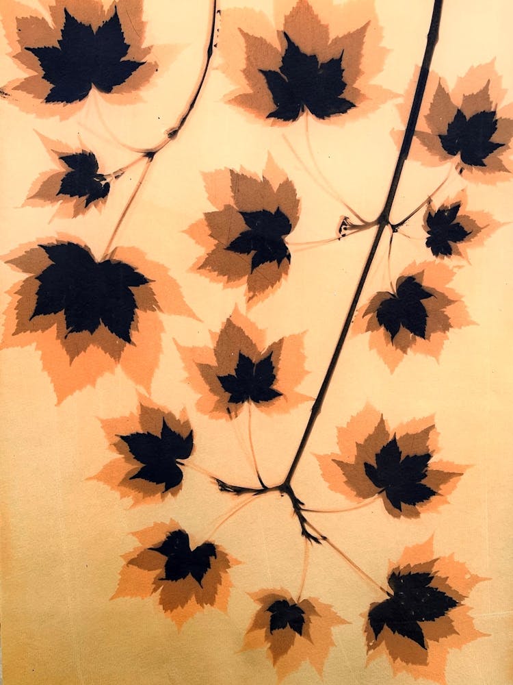 Sycamore leaves