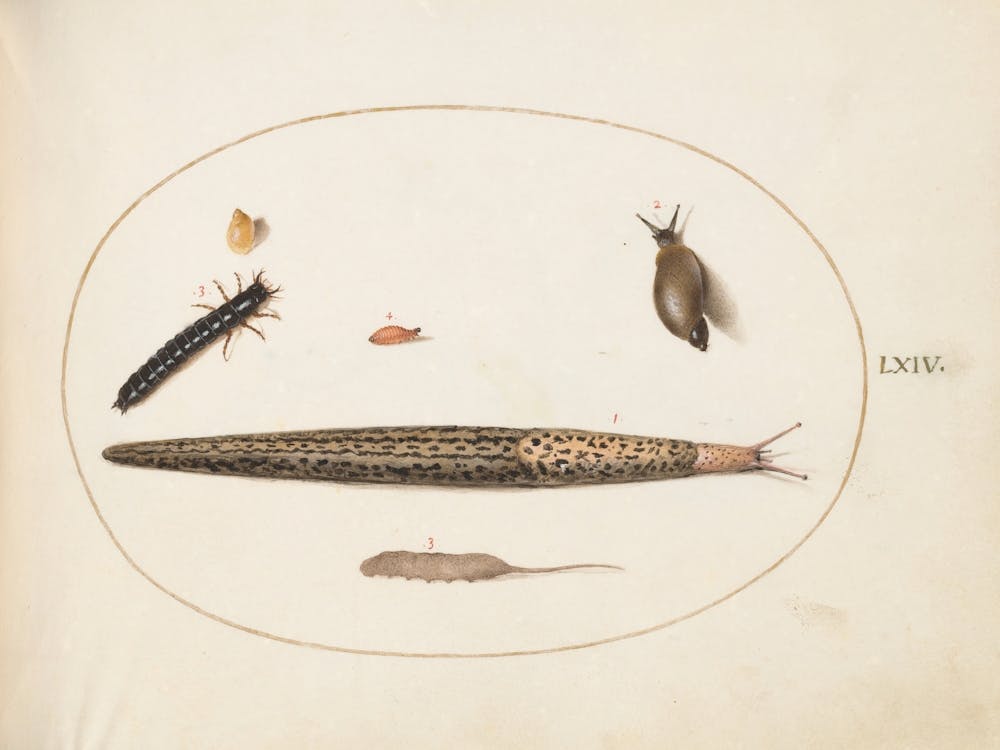 Animalia Qvadrvpedia Et Reptilia, Joris Hoefnagel (6)