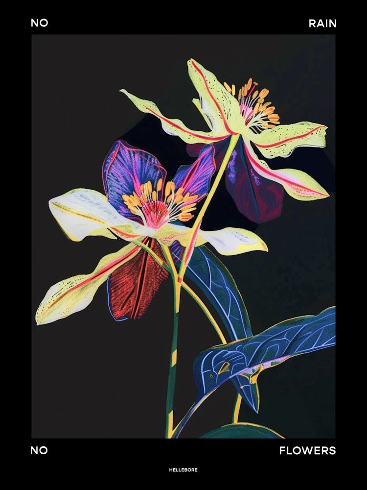 No Rain No Flowers Poster Hellebore 2