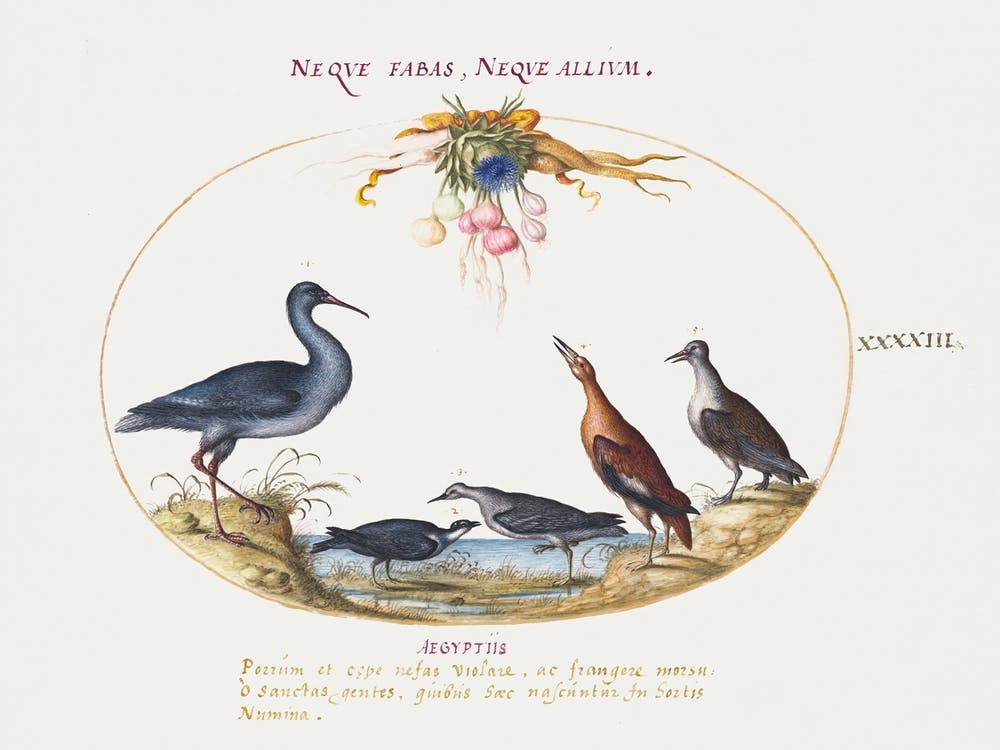 Sandpipers And Other Shore Birds Admiring A Garland Of Flowers (1575–1580), Joris Hoefnagel