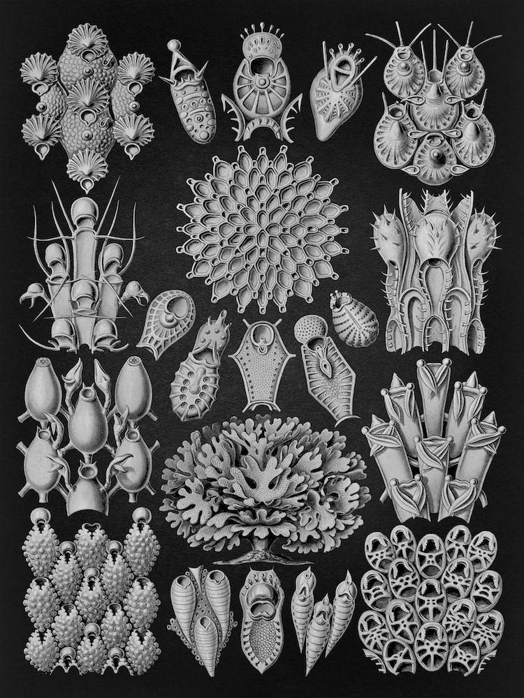 Vintage Haeckel 14 Tafel 33 Moostiere