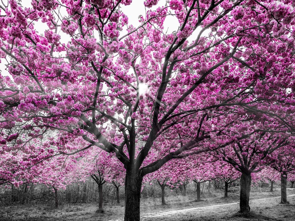 Kirschblüten Mit Sonnenstrahlen