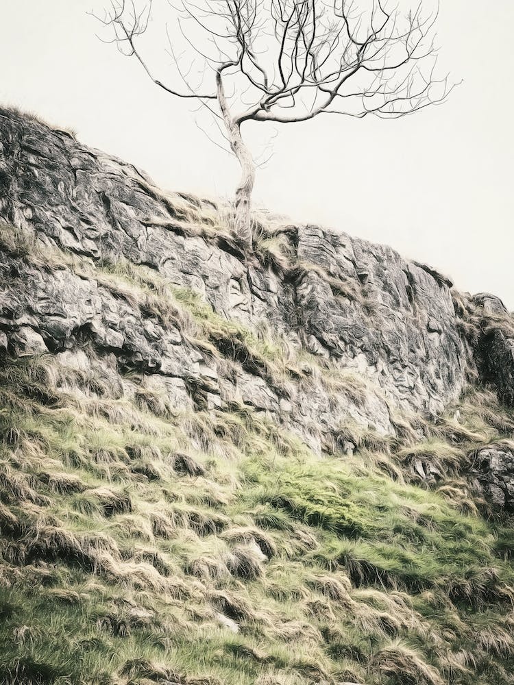Lone Tree on Rocky Landscape