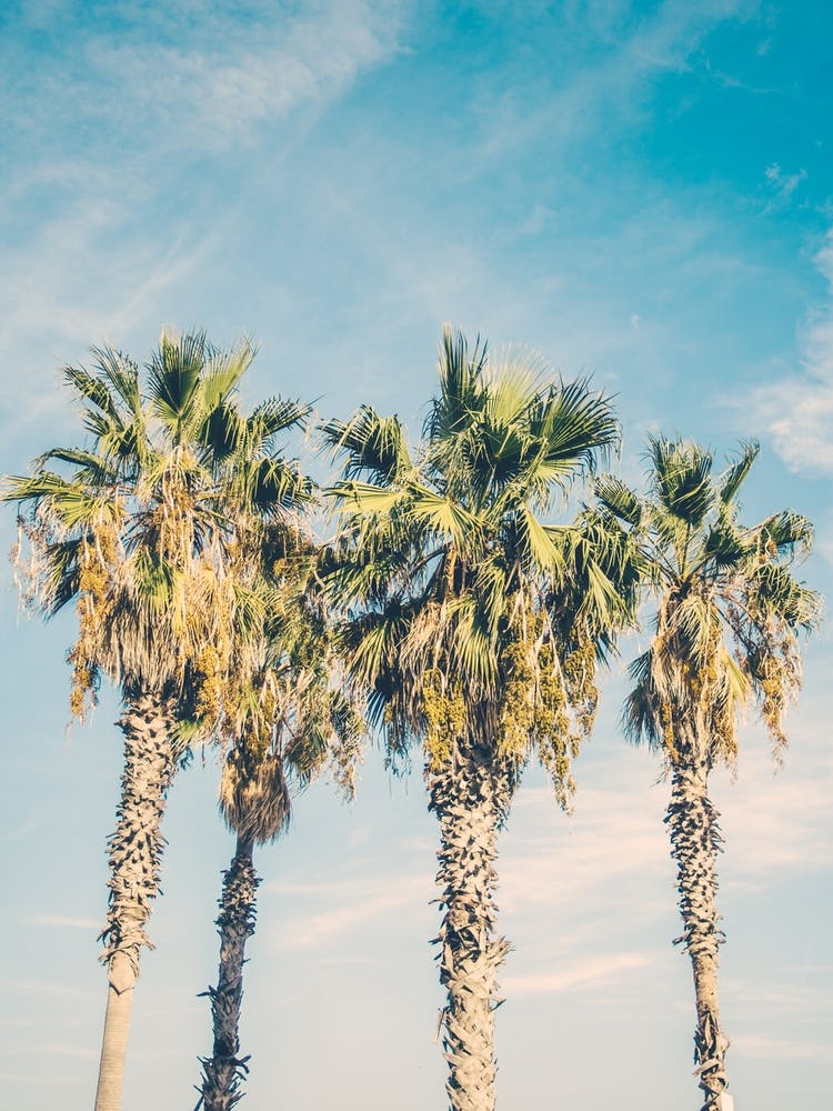 Palm Trees Blue Sky