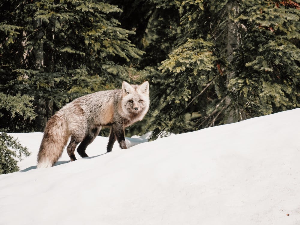 Gray Fox In The Snow