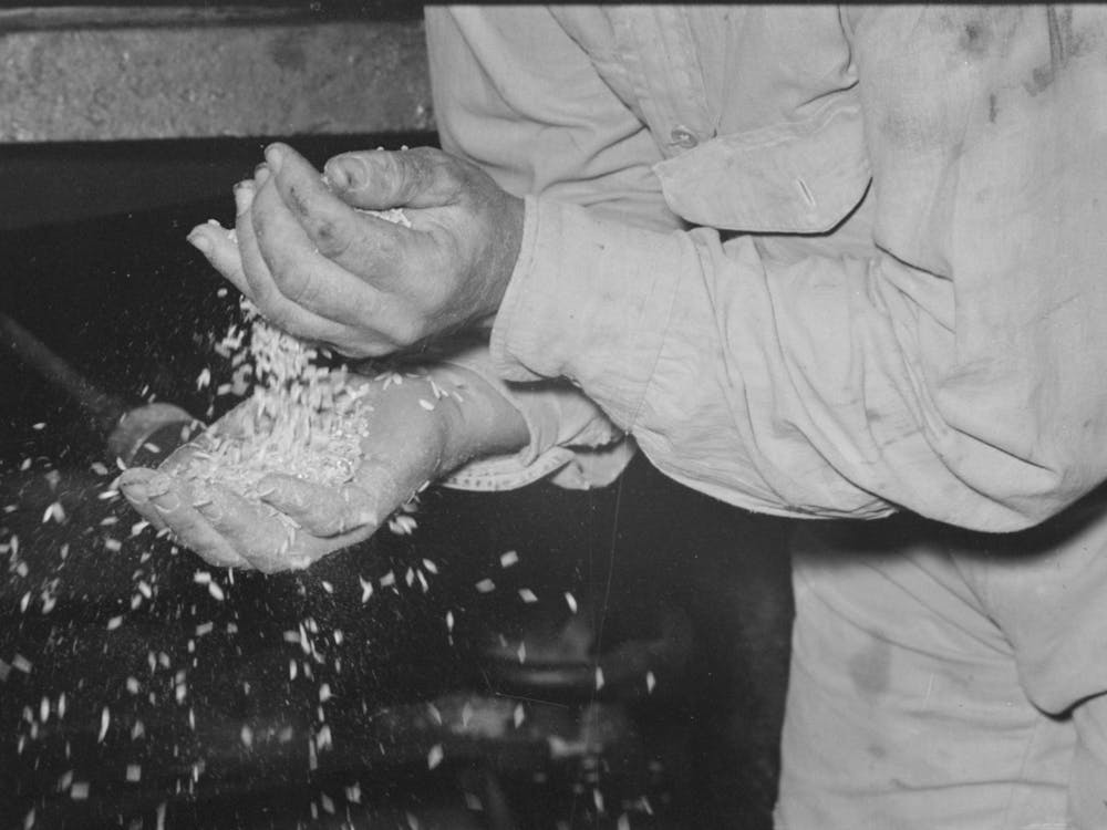 Examining Rice To Determine Progress Of Milling Operation, Crowley, Louisiana, State Rice Mill By Russell Lee