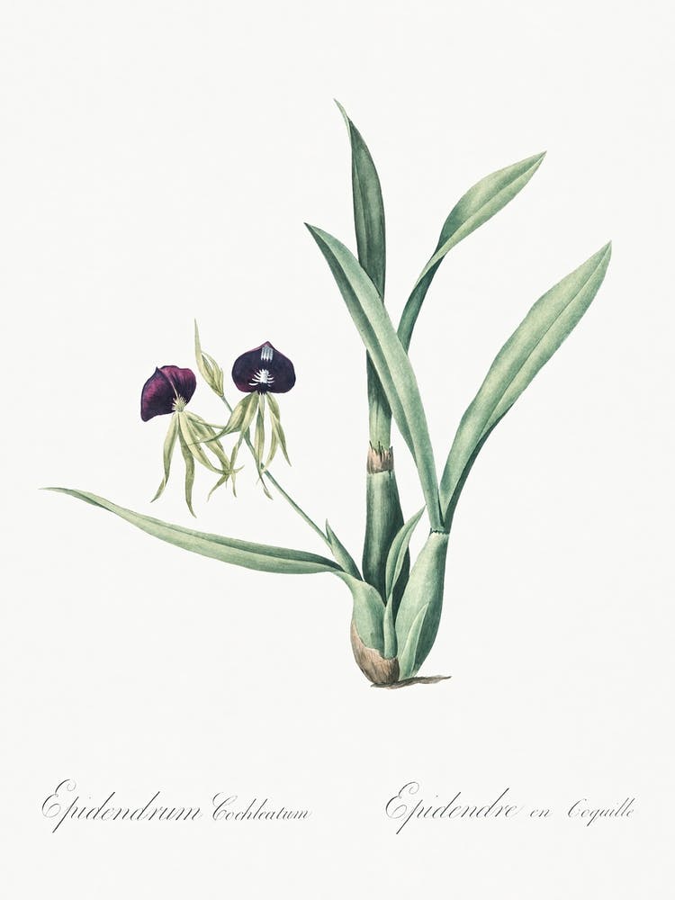 Clamshell Orchid Illustration From Les Liliacées (1805), Pierre Joseph Redoute