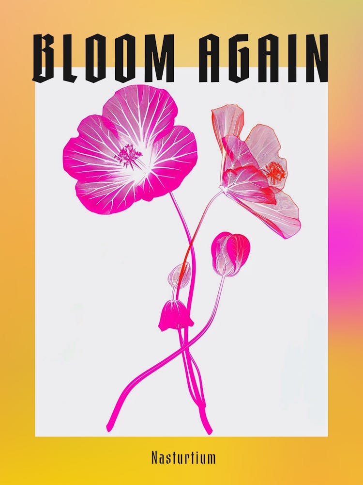Leuchtend Rosa Kapuzinerkresse 3 Poster