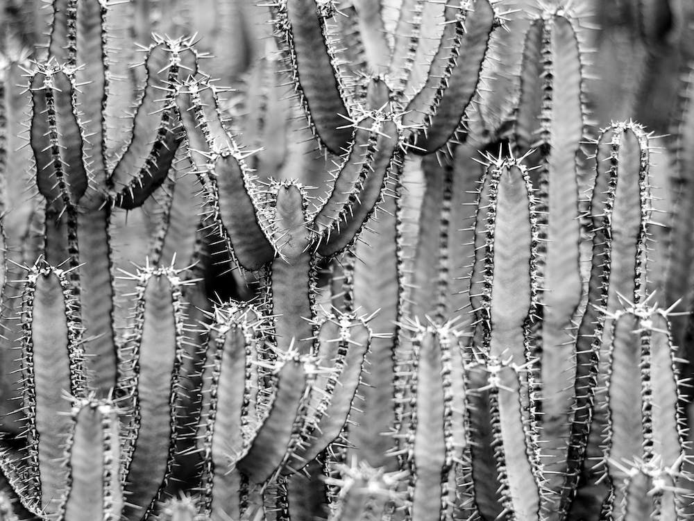 Cactus Black And White
