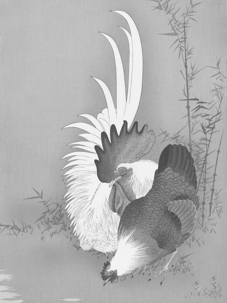 Rooster And Rooster