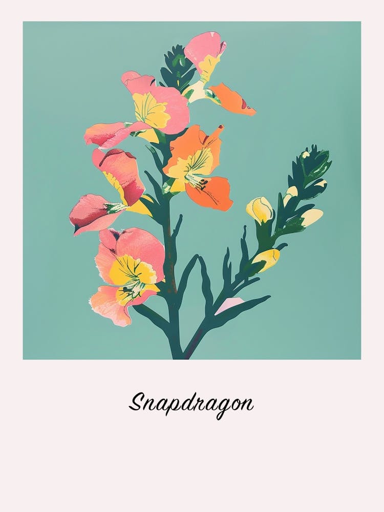 Snapdragon 2 Square Flower Illustration Poster