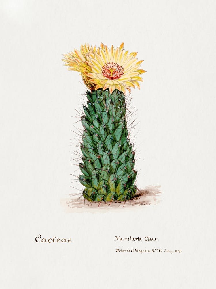 Beehive Cactus, Familie Der Cacteen