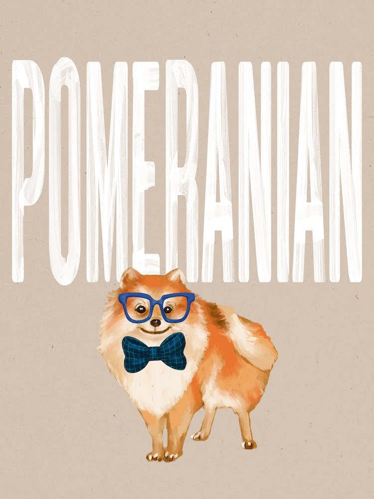 Pomeranian Dog