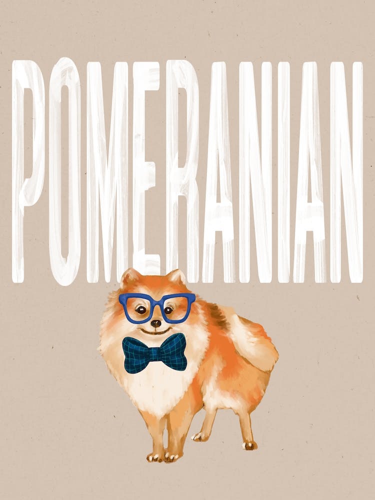 Pomeranian Dog