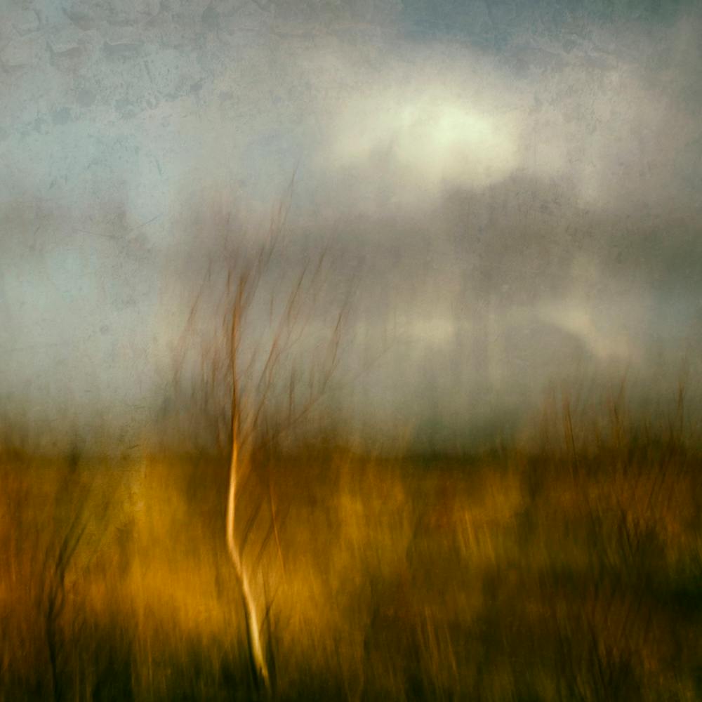Dancing Tree