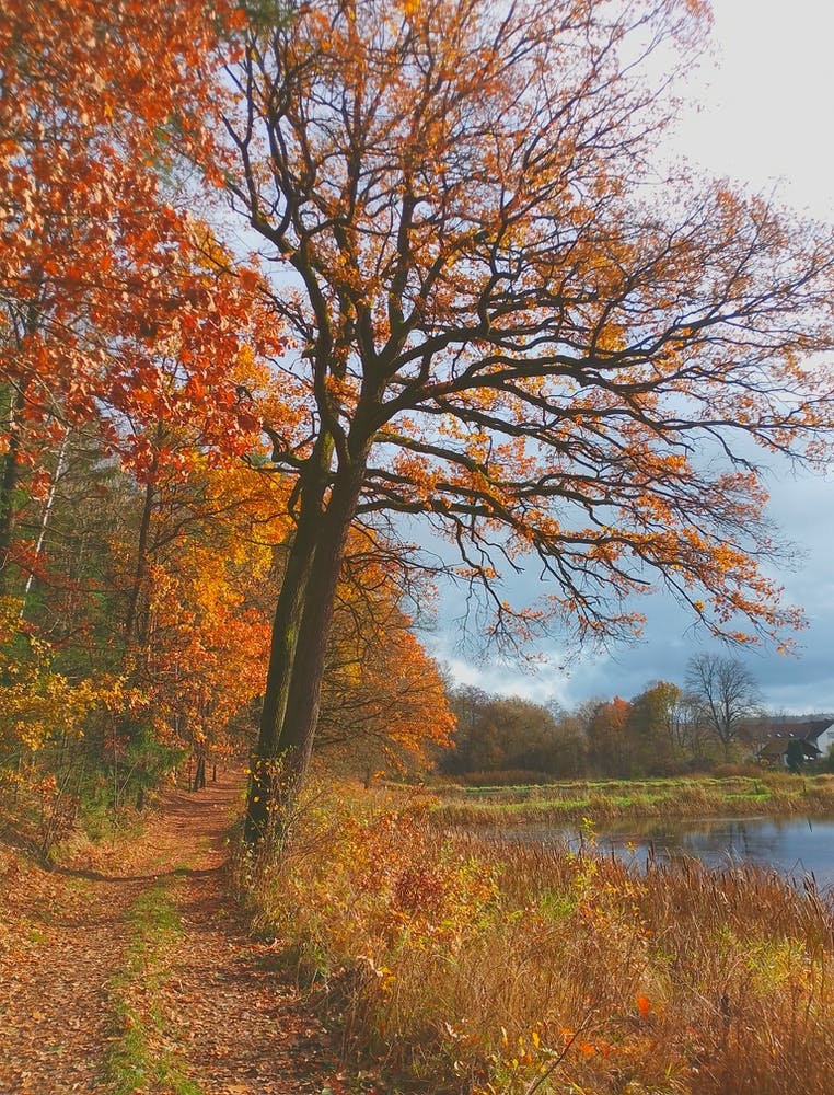 Autumn In The Woods 1