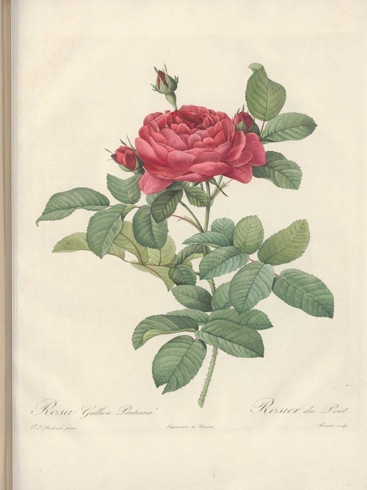Rose Illustration, Pierre Joseph Redoute (12)