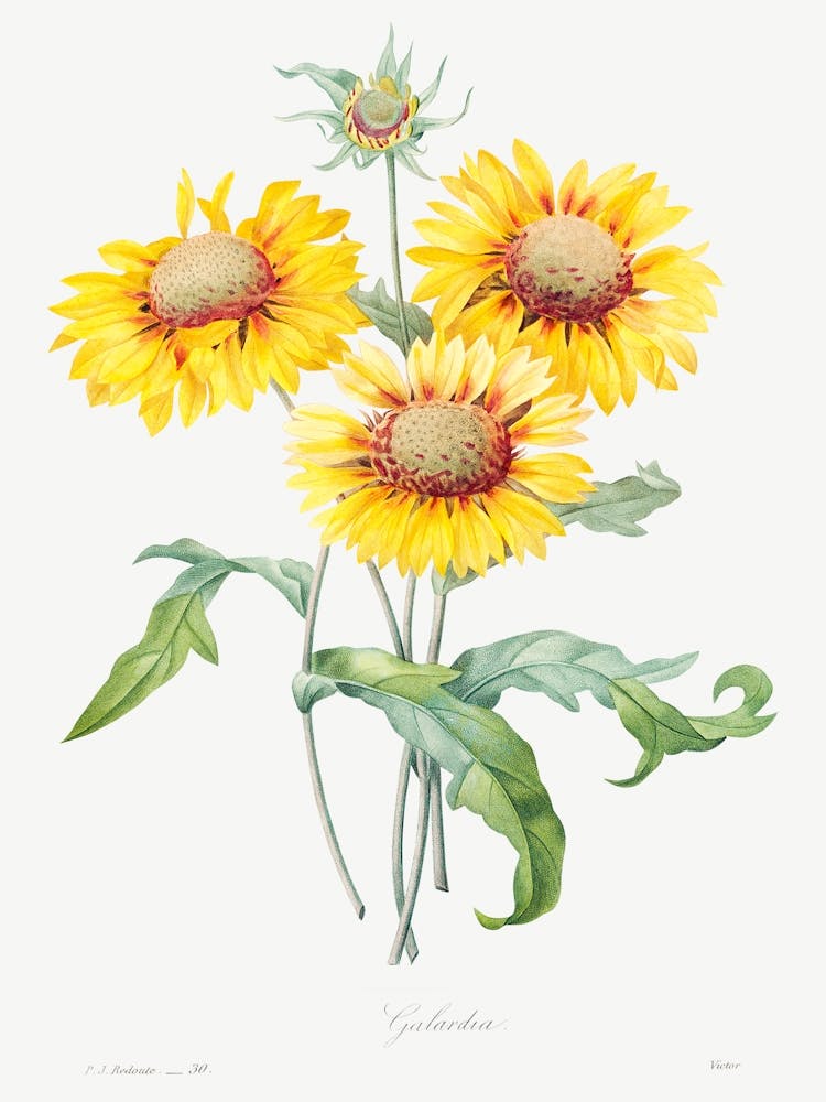 Blanket Flower, Pierre Joseph Redouté