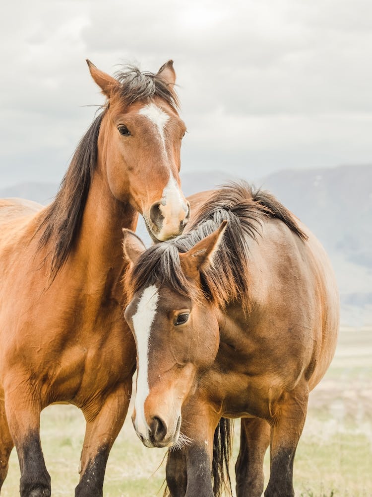 Brown Horses