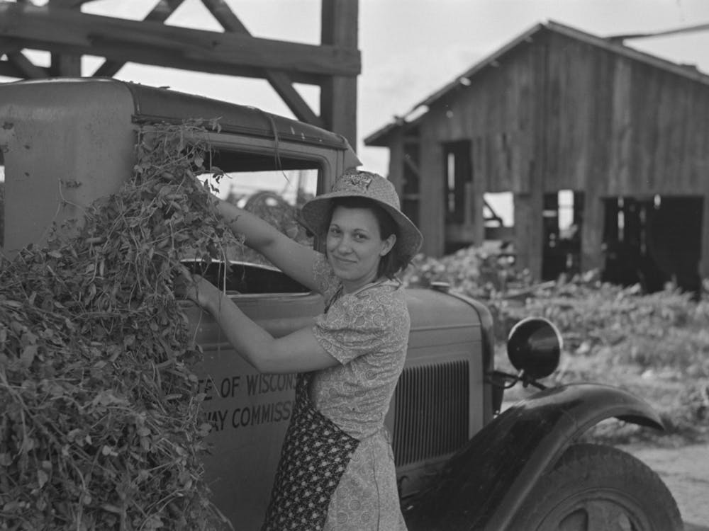 Wife Of Pea Farmer At Vinery Near Sun Prairie, Wisconsin By Russell Lee