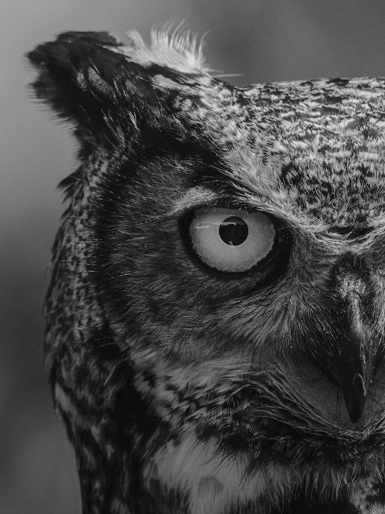 Owl Bird