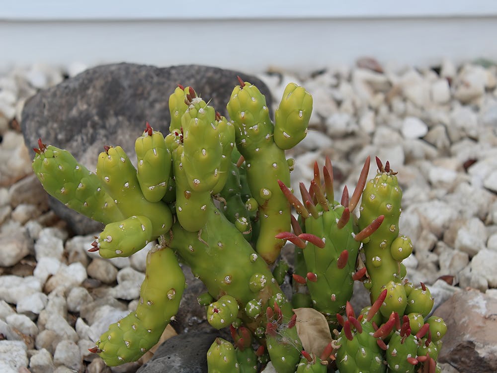 Cactus