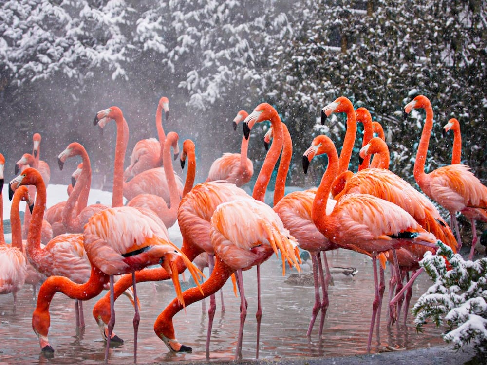 American Flamingo, Mehgan Murphy