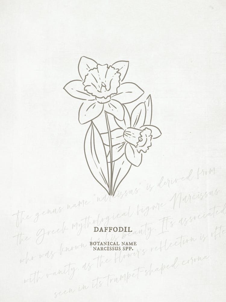 Daffodil Birth Flower | Antique
