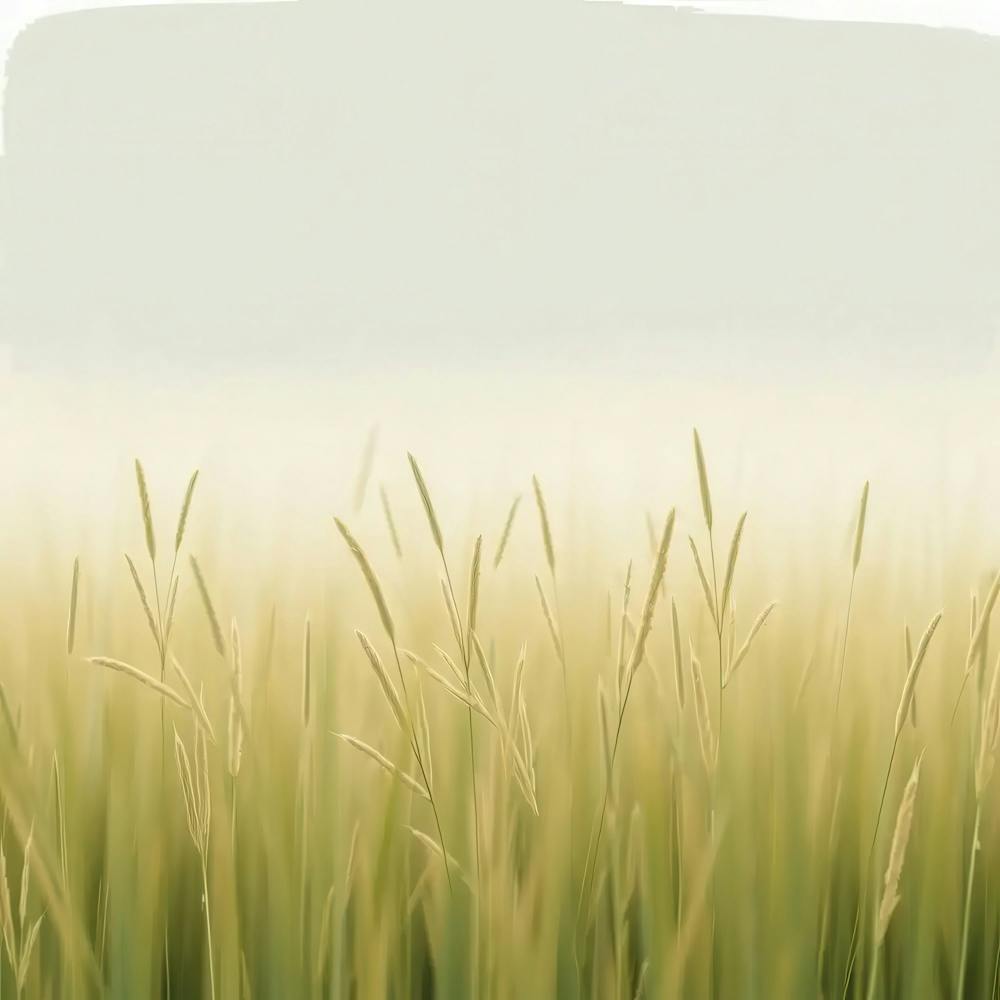 Field Of Wheat