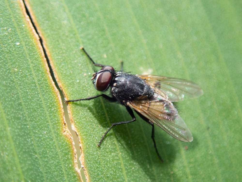 Flies