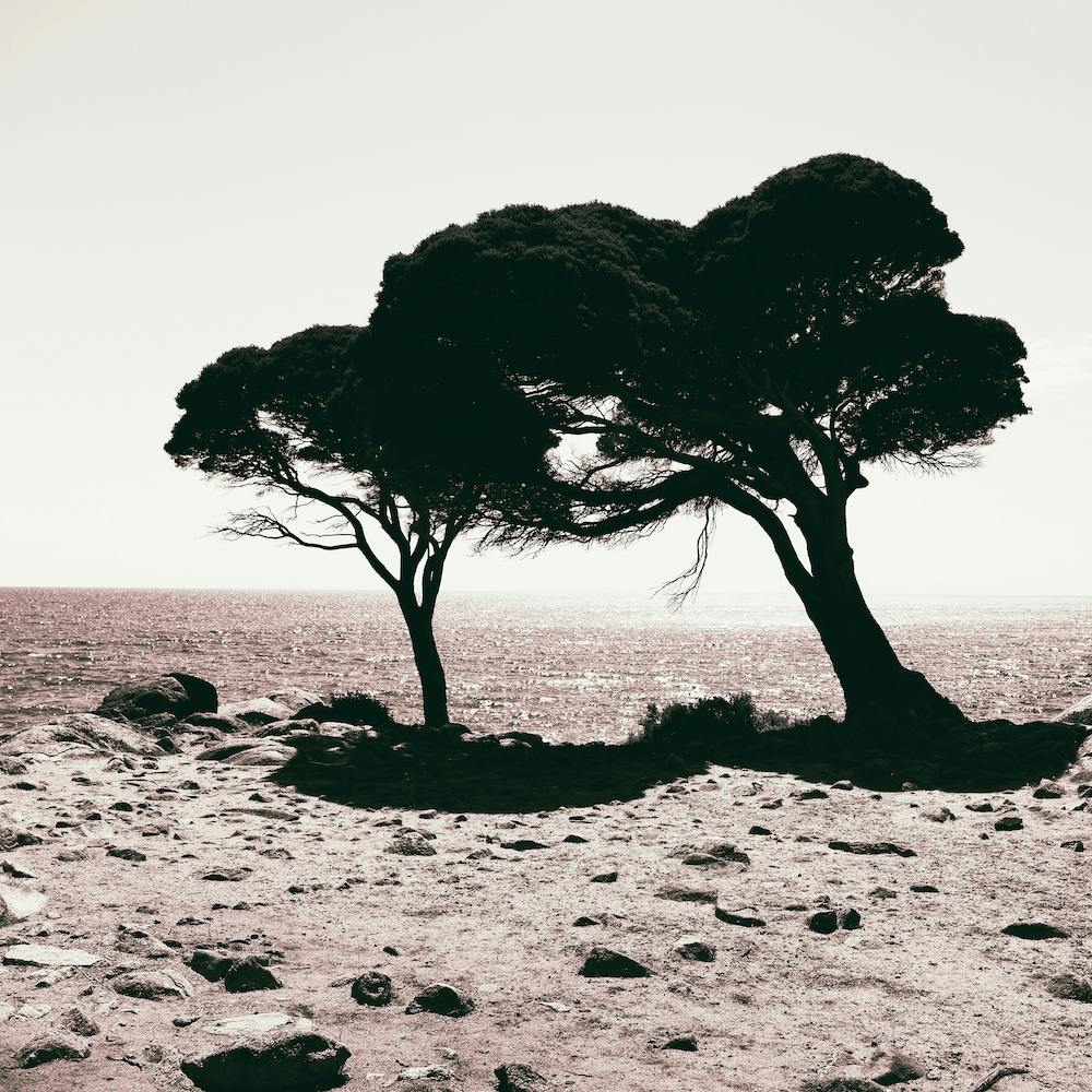 Coastal Trees Square