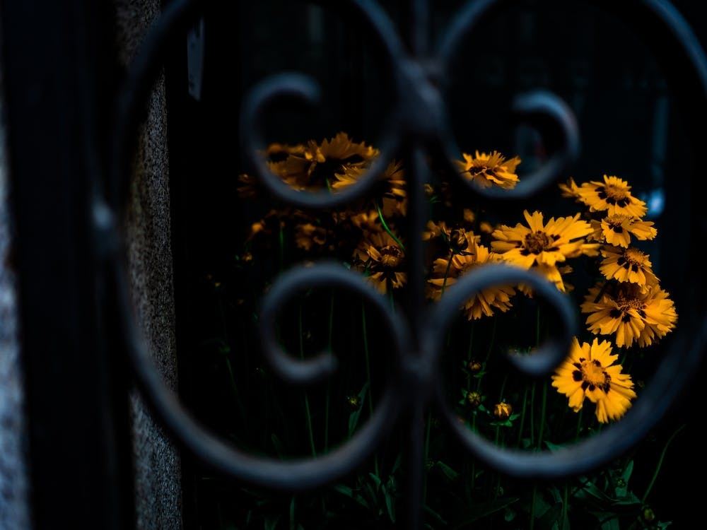 Daisies In The Shadows