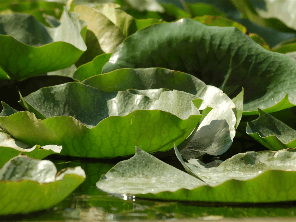 Lotus Leaves