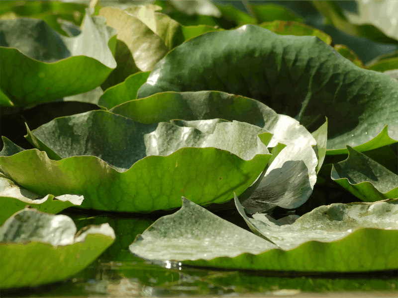 Lotus Leaves