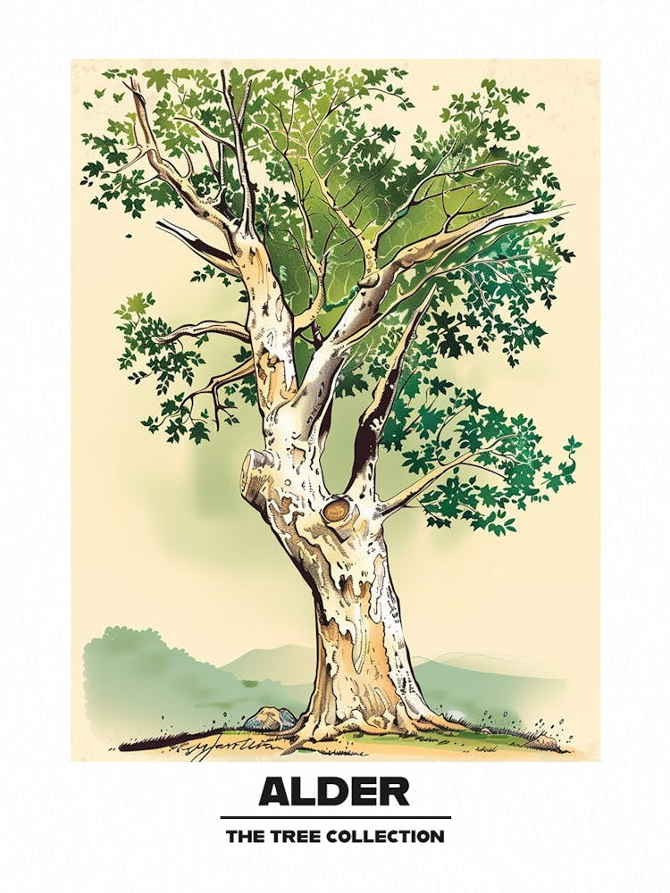 Alder Tree Storybook Illustration 3 Poster