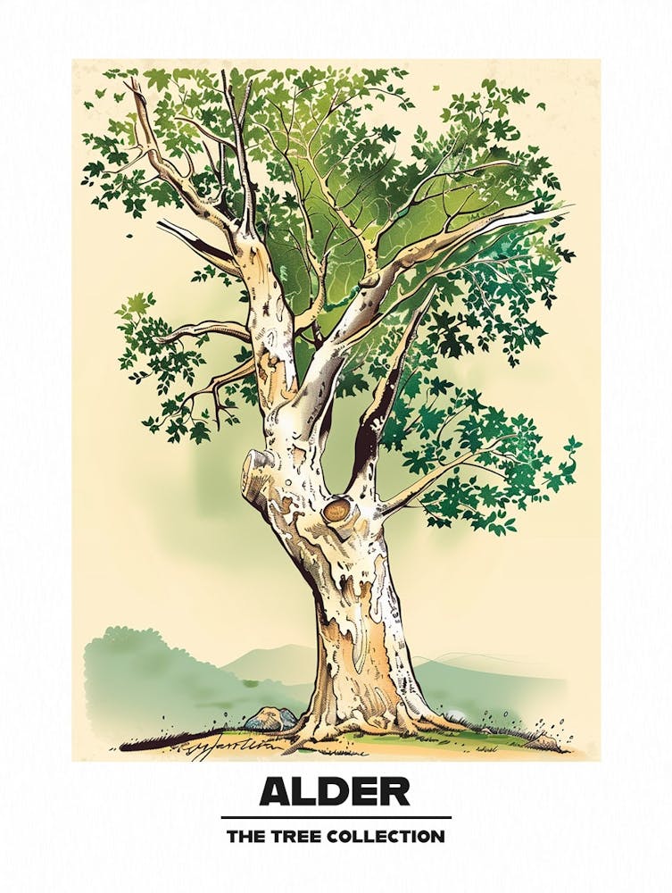 Alder Tree Storybook Illustration 3 Poster