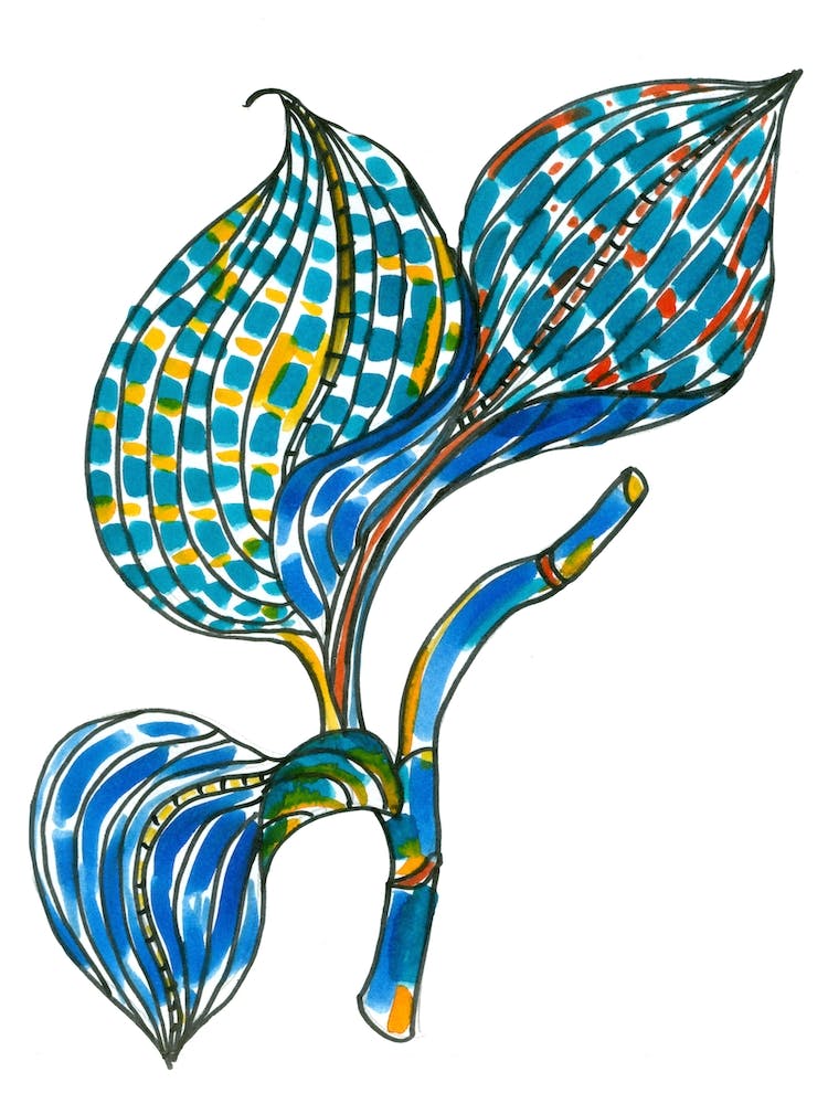 Orchid Leaves