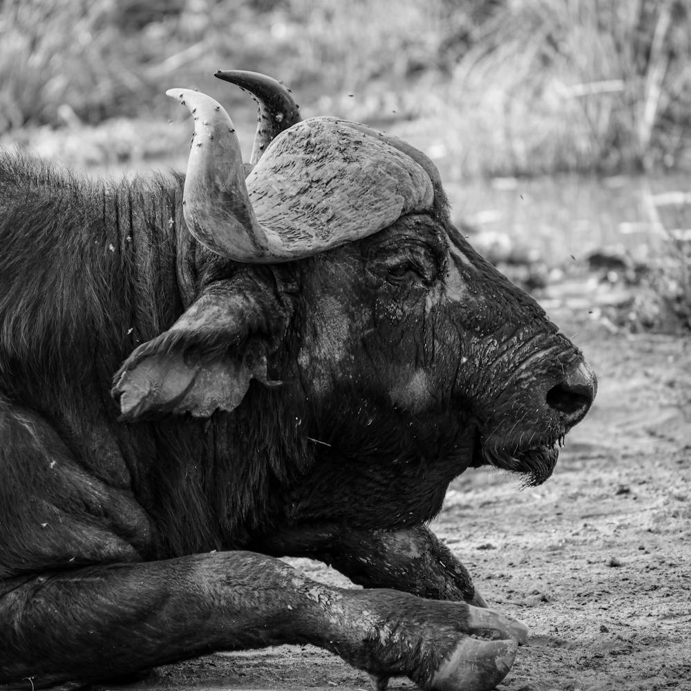 Old Buffalo Portrait Black And White