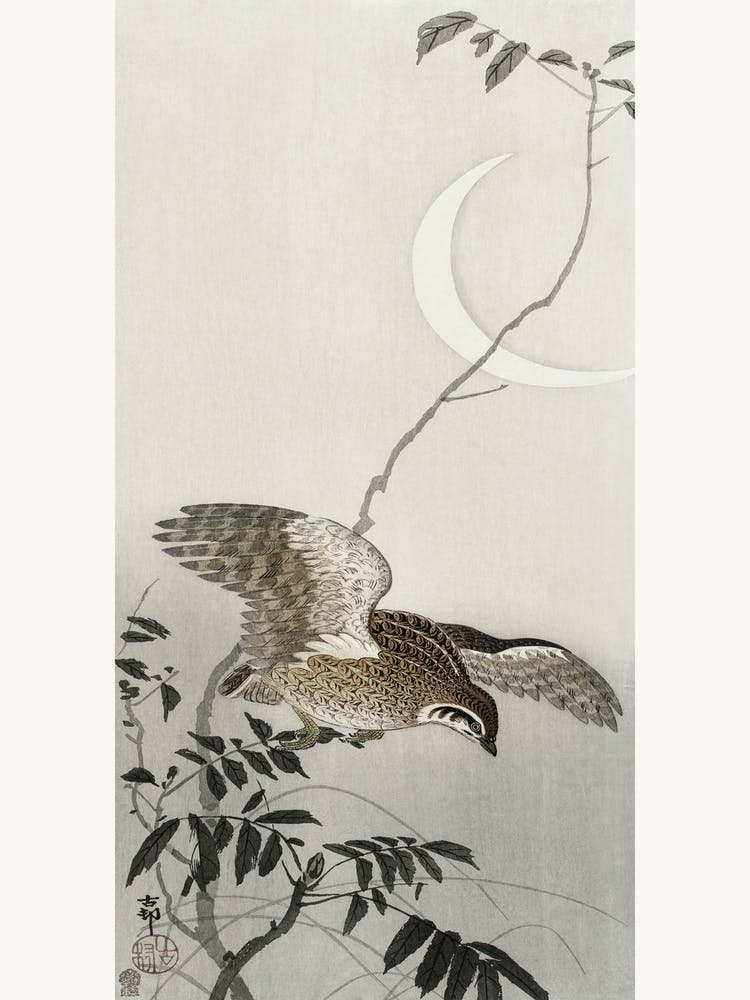 Quail At Moon Sickle (1900 1910), Ohara Koson