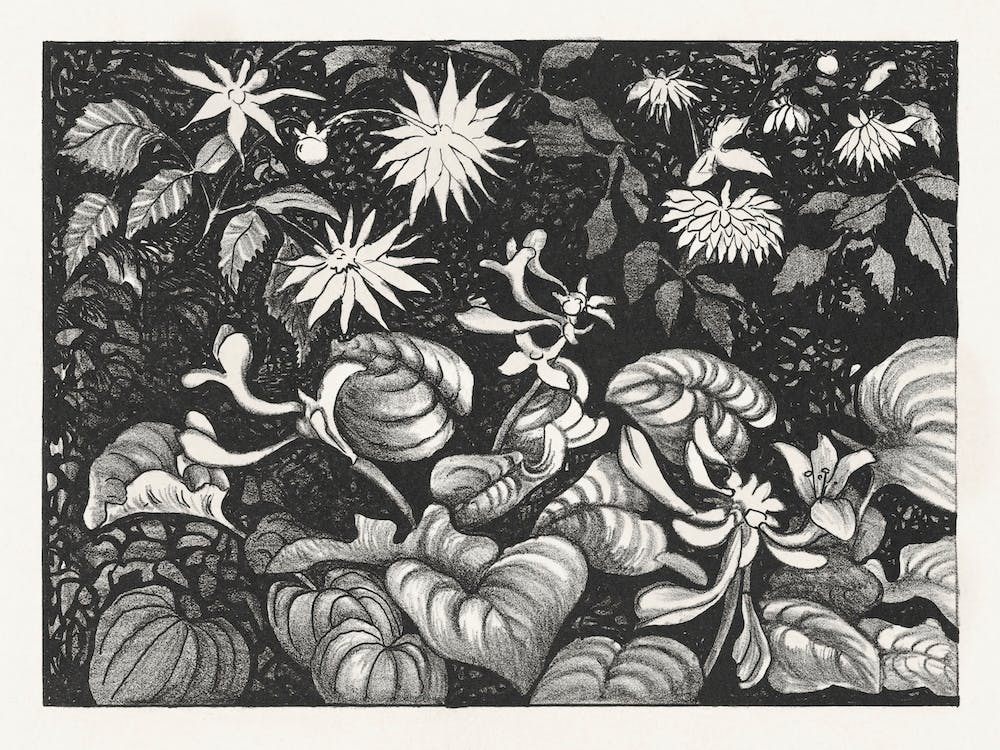 Wild Plants And Flowers (1878–1917) By Theo Van Hoytema