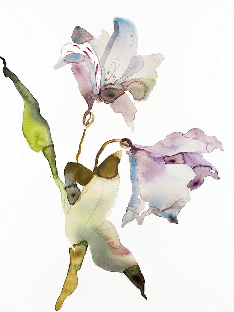 Lily 10
