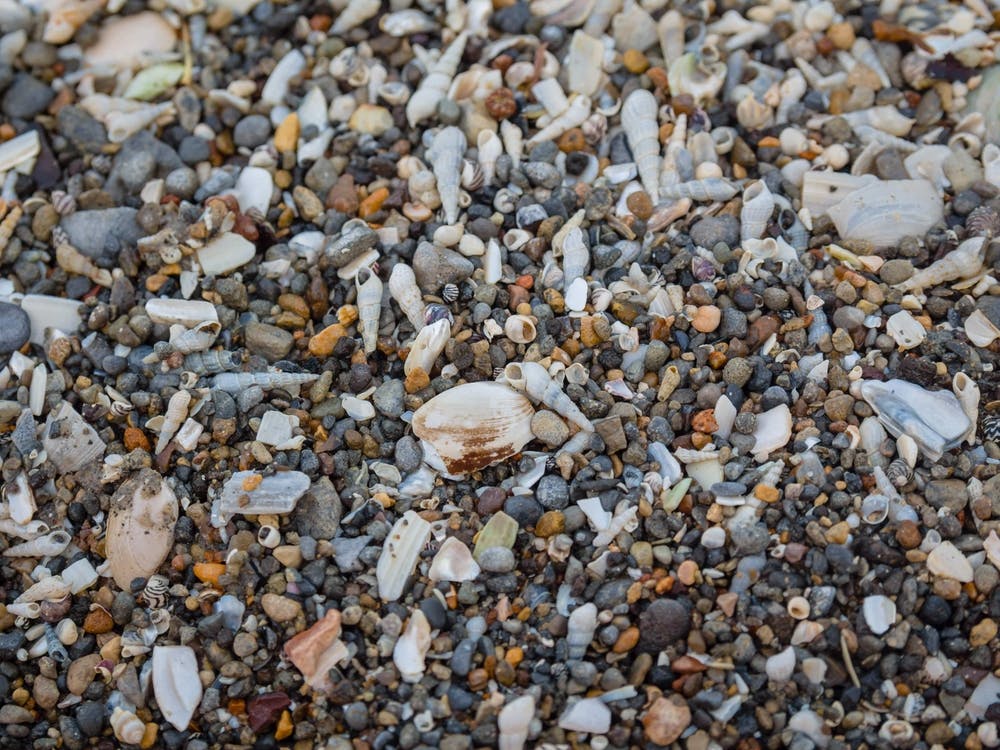 Tiny And Large Sea Shell And Rocks Texture Background