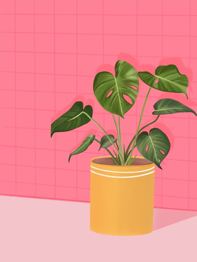Pink Monstera